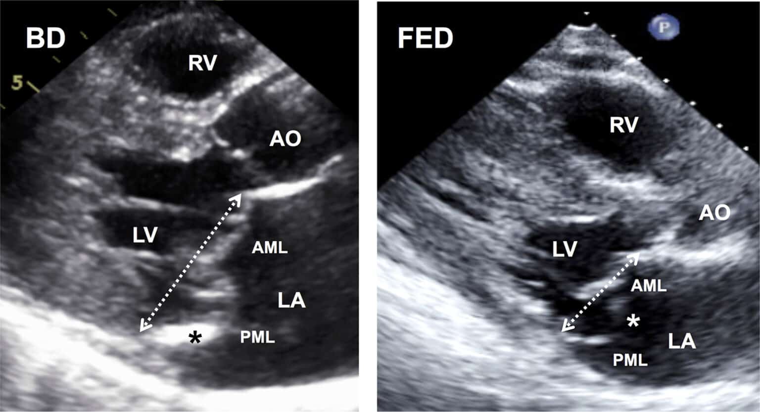 O que é a Doença de Barlow? Blog Ecope